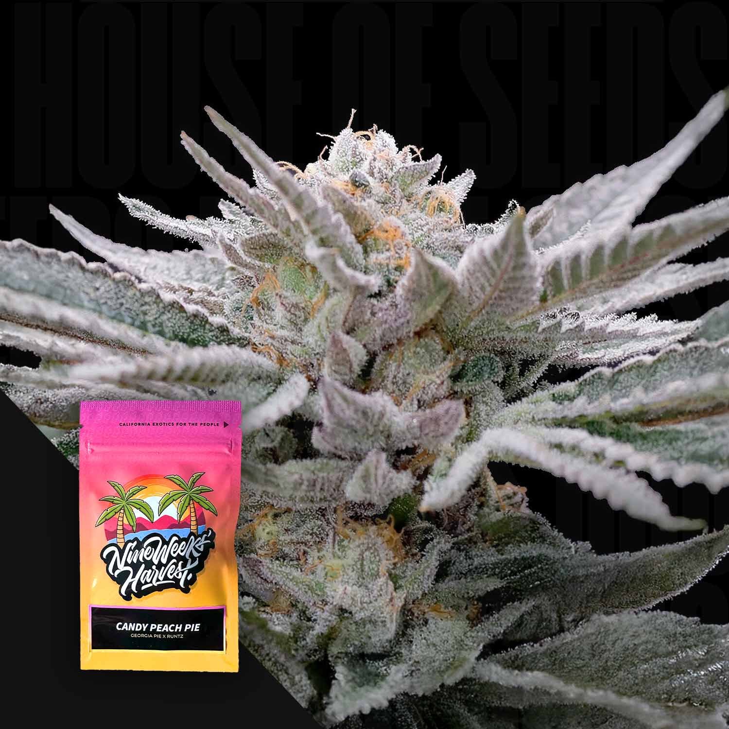Nahaufnahme einer frostigen Cannabispflanze mit dichten Knospen, mit Nine Weeks Harvest Candy Peach Pie Verpackung