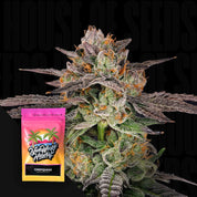 Nahaufnahme einer frostigen Knospe mit orangen Haaren, daneben Nine Weeks Harvest Candyqueso Beutel vor dunklem Hintergrund