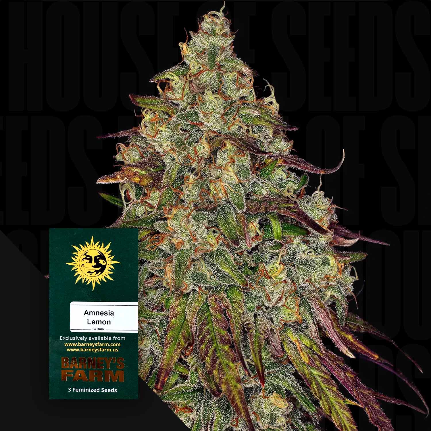 Nahaufnahme einer frostigen Cannabisknospe mit grünen, lila und orangen Tönen, vorne Barney’s Farm Amnesia Lemon Samenpackung