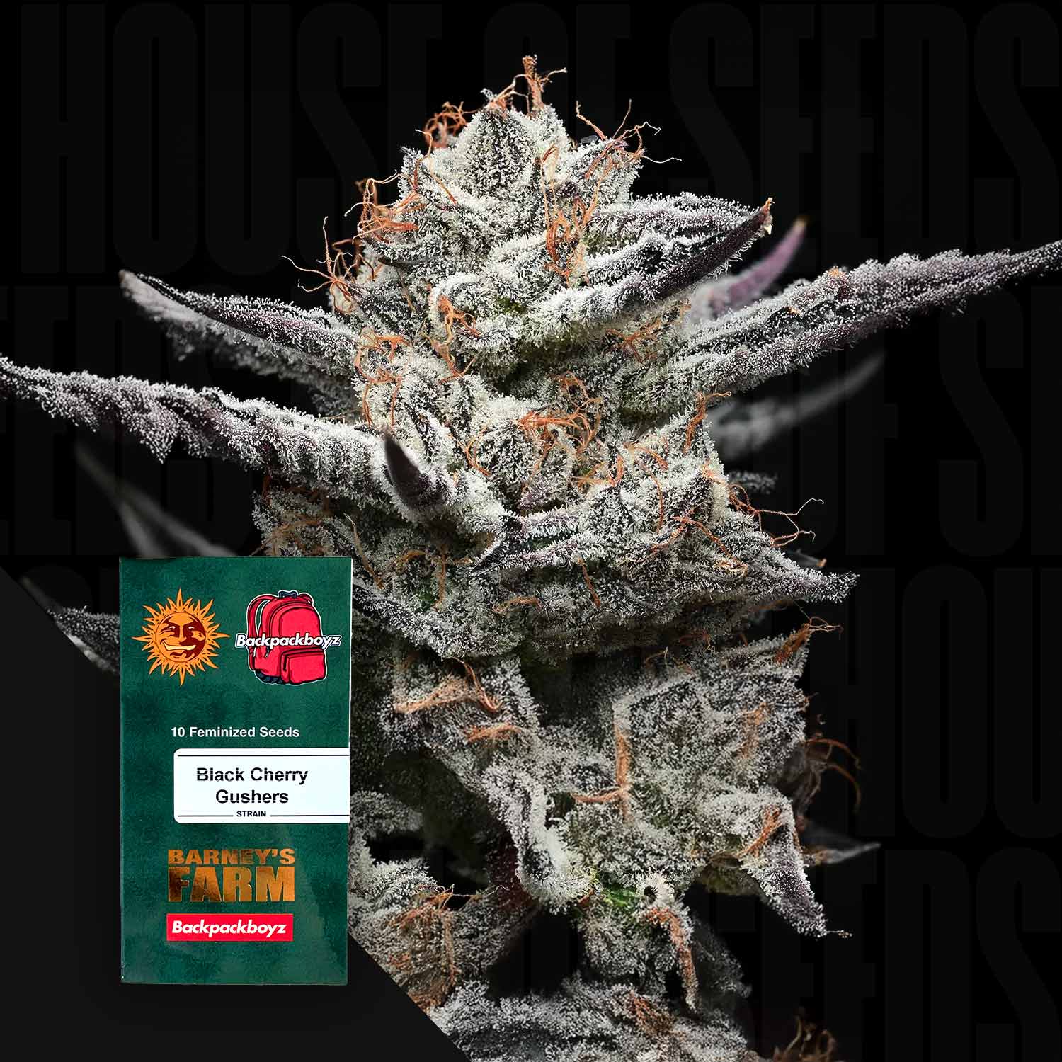 Nahaufnahme einer frostigen Cannabisknospe, unten links Barney’s Farm Black Cherry Gushers Samenpaket