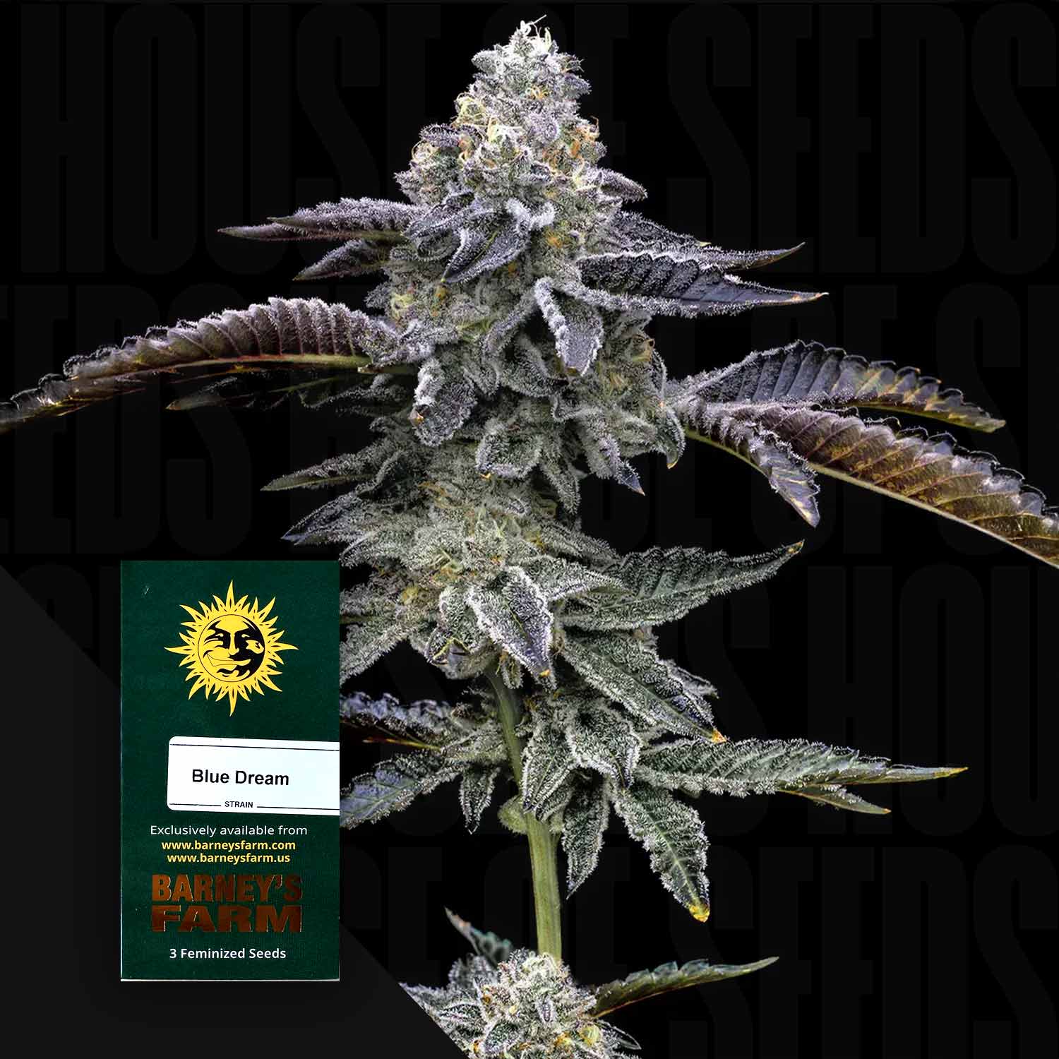 Nahaufnahme frostiger Blue Dream Cannabispflanze mit lila und grünen Blättern, Ecke zeigt grünes Barney’s Farm Blue Dream Paket