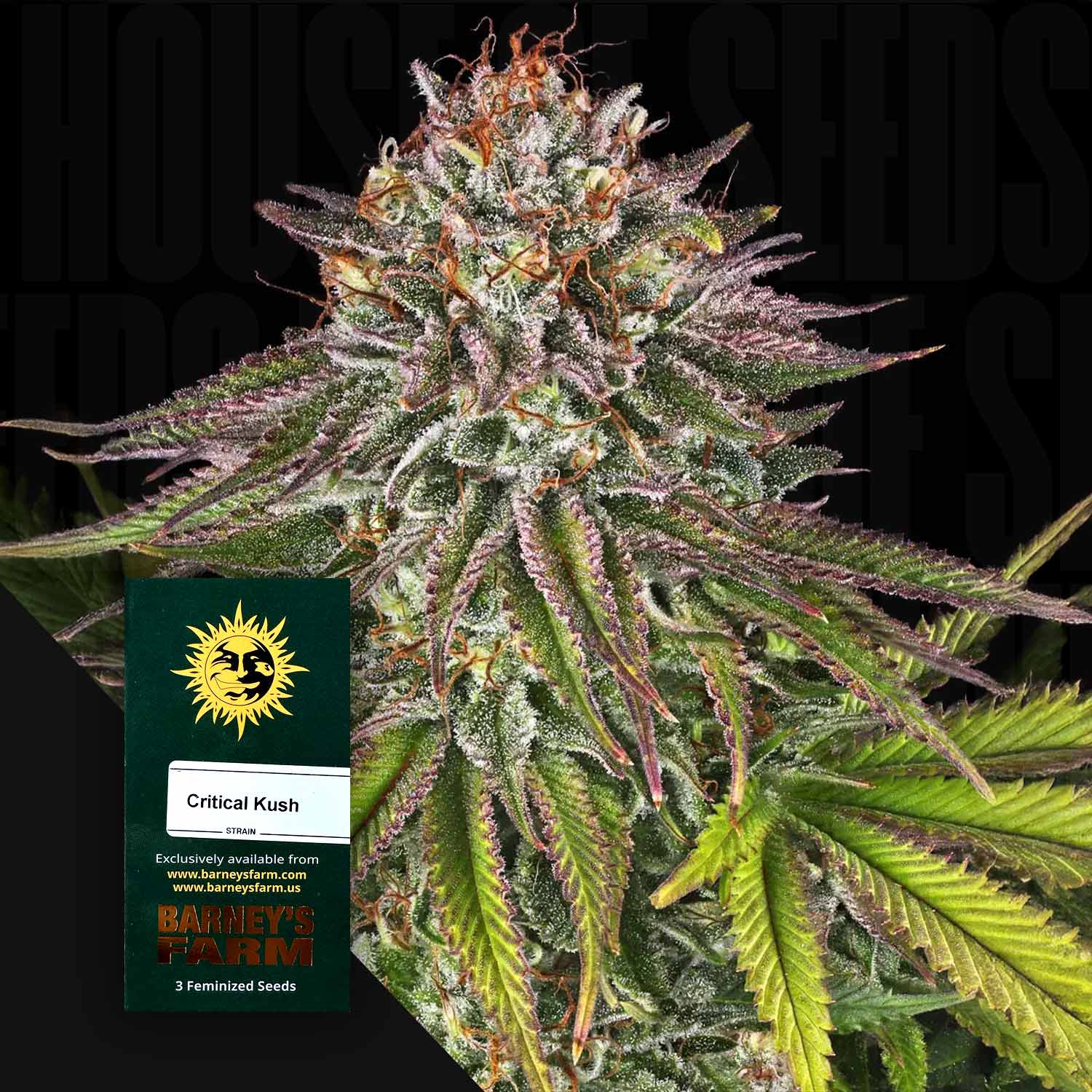 Nahaufnahme einer frostigen Cannabisknospe mit lila und grünen Blättern, Ecke zeigt grünes Barney’s Farm Critical Kush Samenpaket