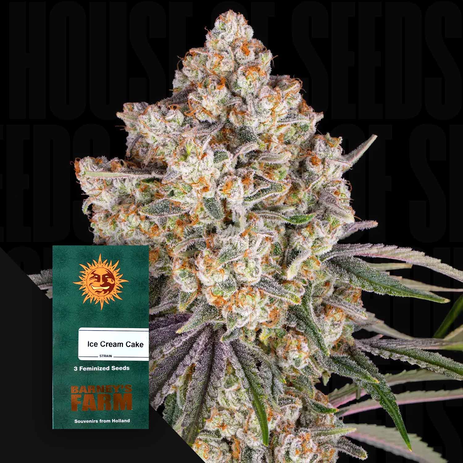 Frostige Ice Cream Cake Cannabisknospe mit Trichomen und orangefarbenen Haaren, Barney’s Farm Samenpackung „Ice Cream Cake (3 feminisierte Samen)“ daneben
