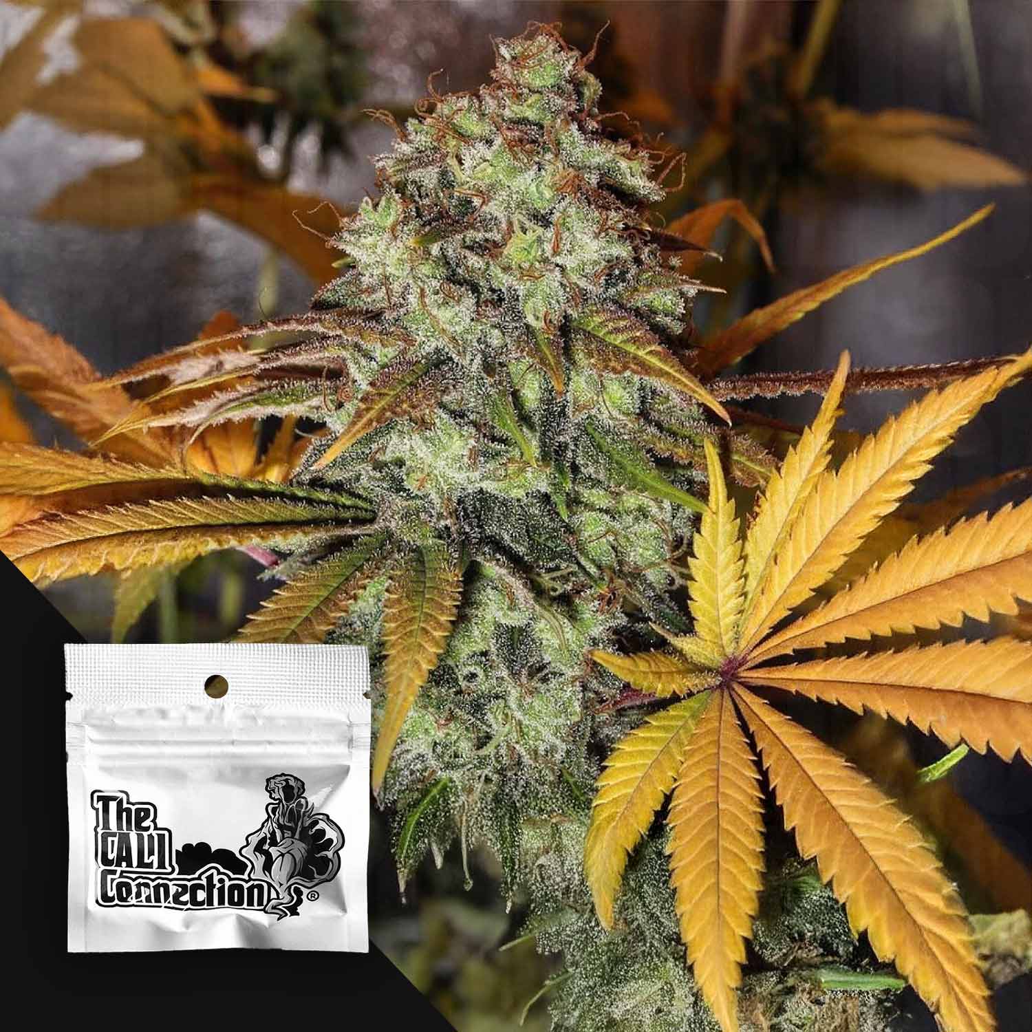 Reife Strawberry OG Cannabispflanze mit frostigen Knospen und gelb-orangen Blättern, Cali Connection Päckchen in der Ecke