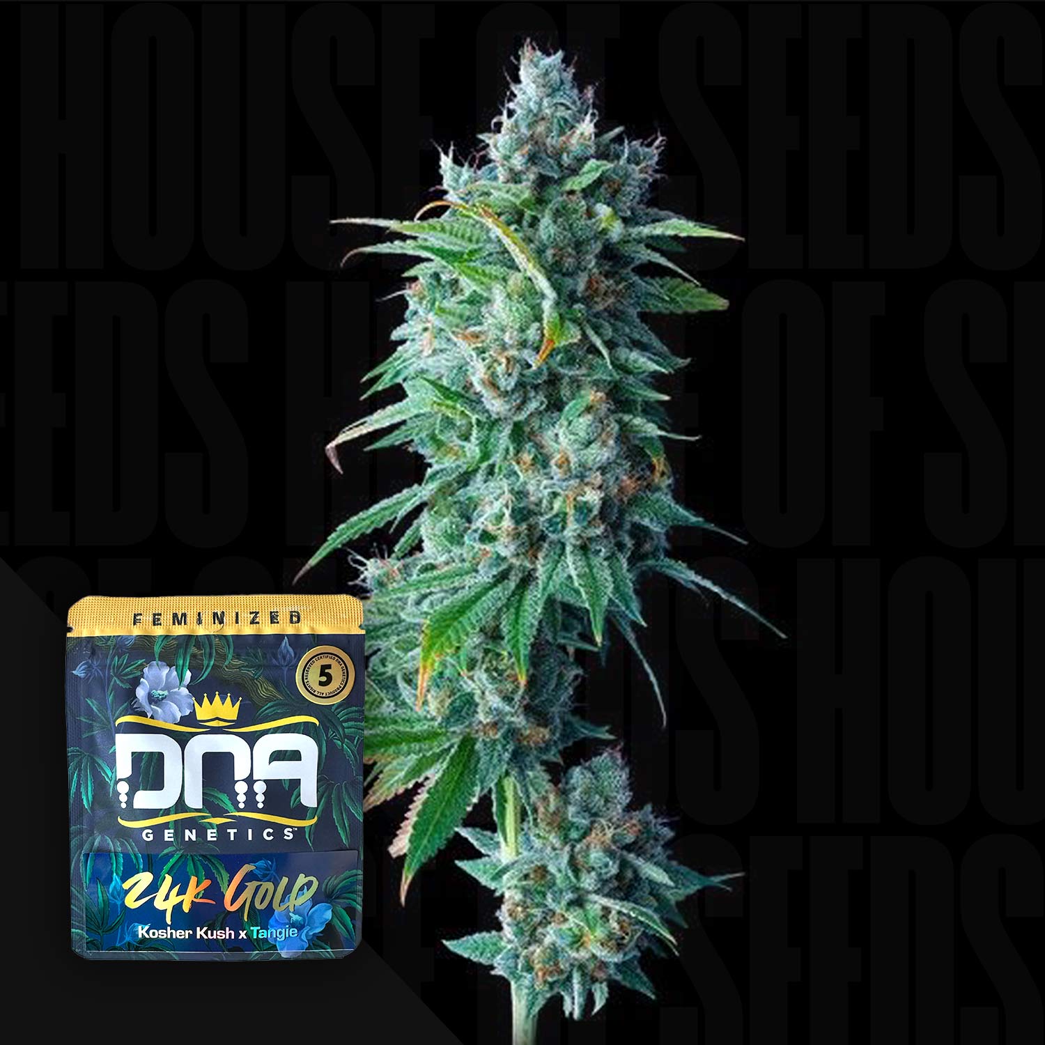 Hohe Cannabispflanze mit kristallbedeckten Knospen neben DNA Genetics 24K Gold Samenpackung vor dunklem Hintergrund