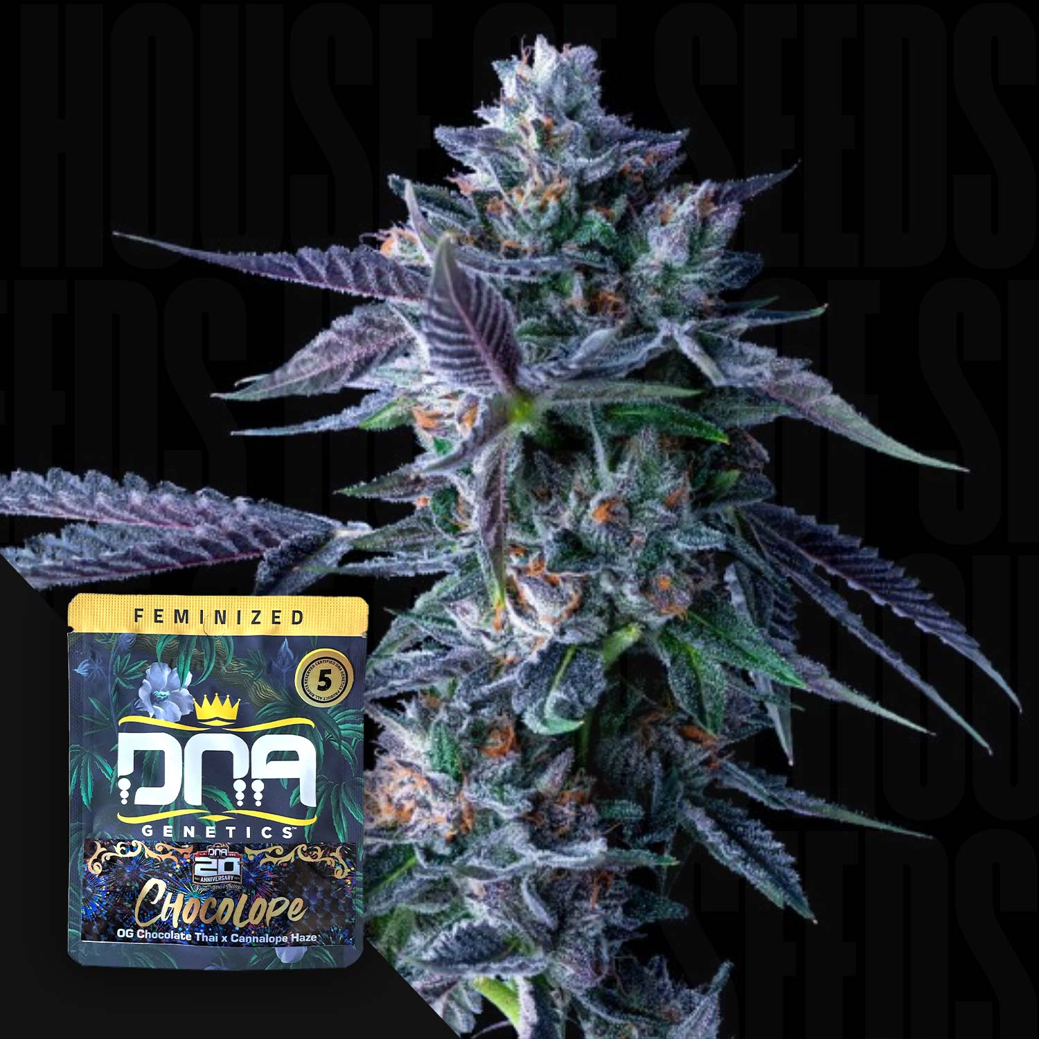 Chocolope Cannabispflanze von DNA Genetics mit lila-grünen Knospen, Chocolope-Samenpackung im Vordergrund sichtbar