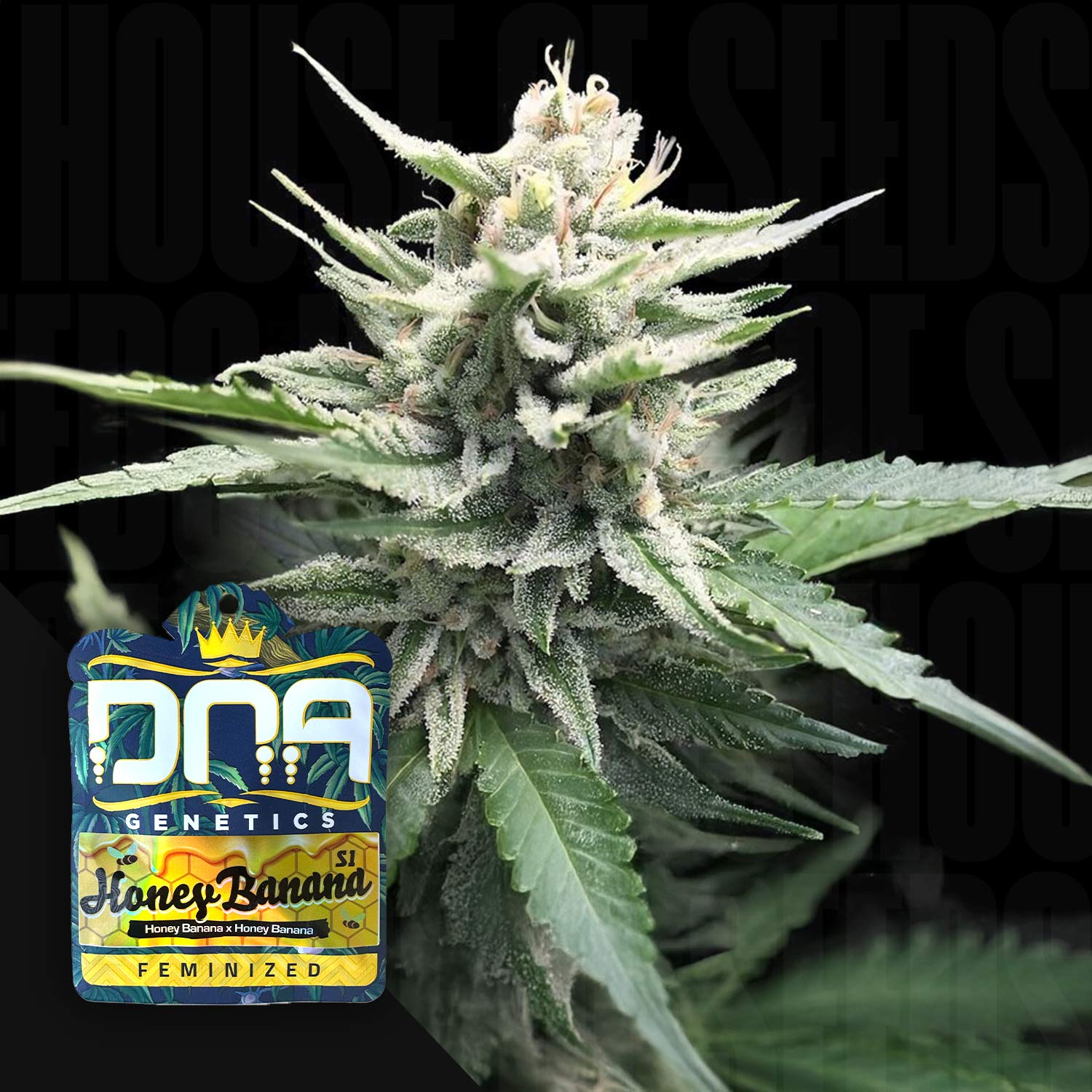 Nahaufnahme einer Cannabispflanze mit frostigen Trichomen und grünen Blättern, Ecke DNA Genetics Honey Banana S1 Etikett