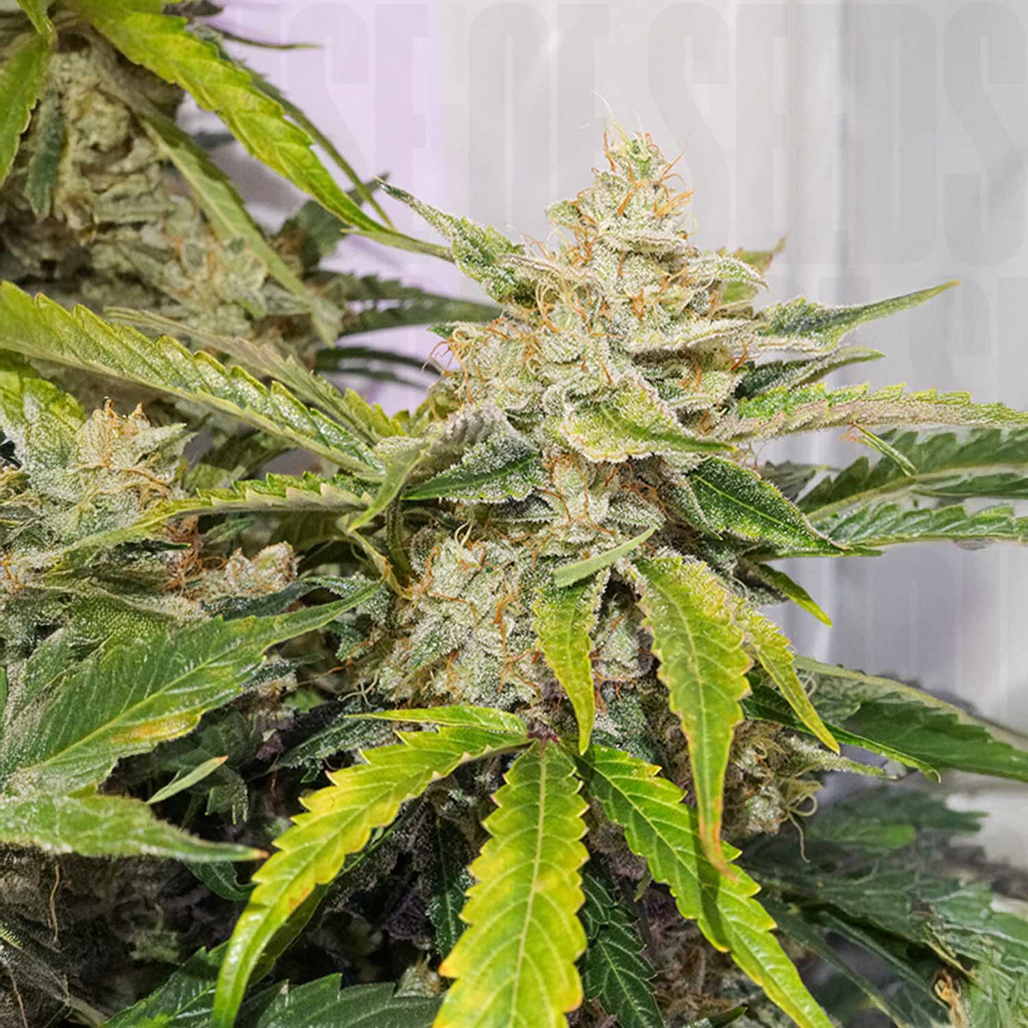 Nahaufnahme der Auto Skywalker Haze von Dutch Passion mit dichten Knospen sowie grünen und gelben Blättern