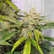 Nahaufnahme der Auto Skywalker Haze von Dutch Passion mit dichten Knospen sowie grünen und gelben Blättern