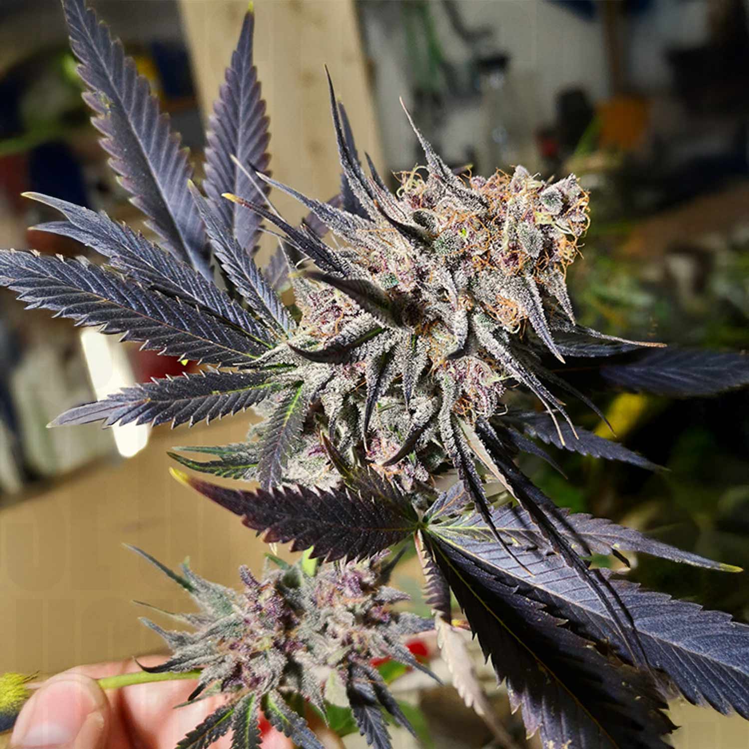 Nahaufnahme einer Dutch Passion Blueberry Pflanze mit lila Blättern, in der Hand gehalten vor unscharfem Hintergrund