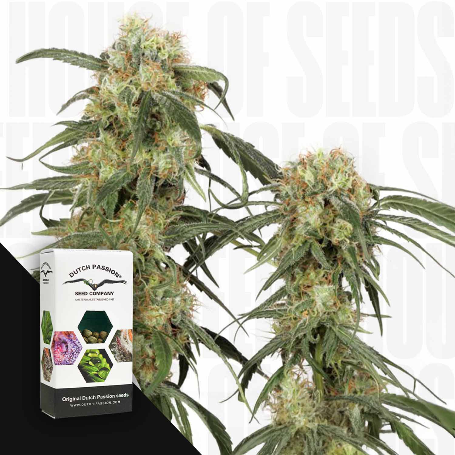 Zwei hohe Pamir Gold Cannabispflanzen mit dichten Knospen von Dutch Passion auf weißem Hintergrund.