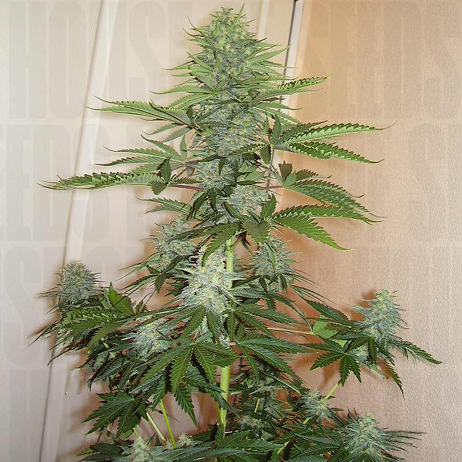 Hohe Skunk #1 Pflanze von Dutch Passion mit harzigen Knospen und grünen Blättern indoor vor beiger Wand