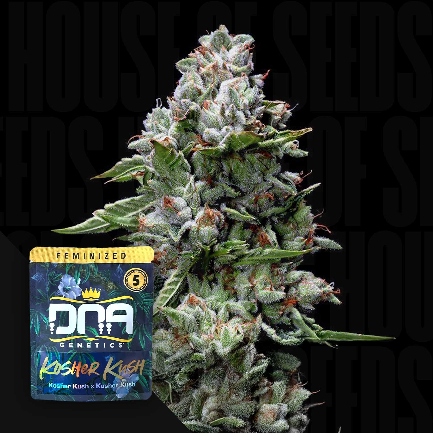 Dna-genetics-Kosher-Kush.jpg