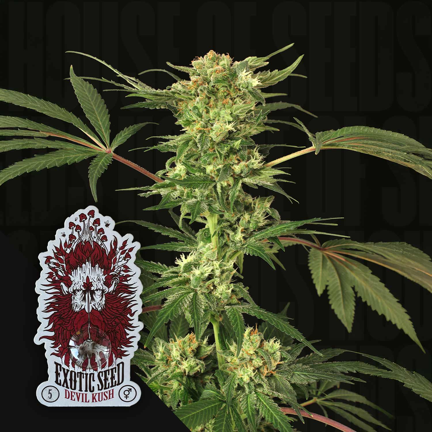 Cannabisknospe mit grünen Blättern, roter Devil Kush Aufkleber von Exotic Seeds mit Totenkopf in der Ecke