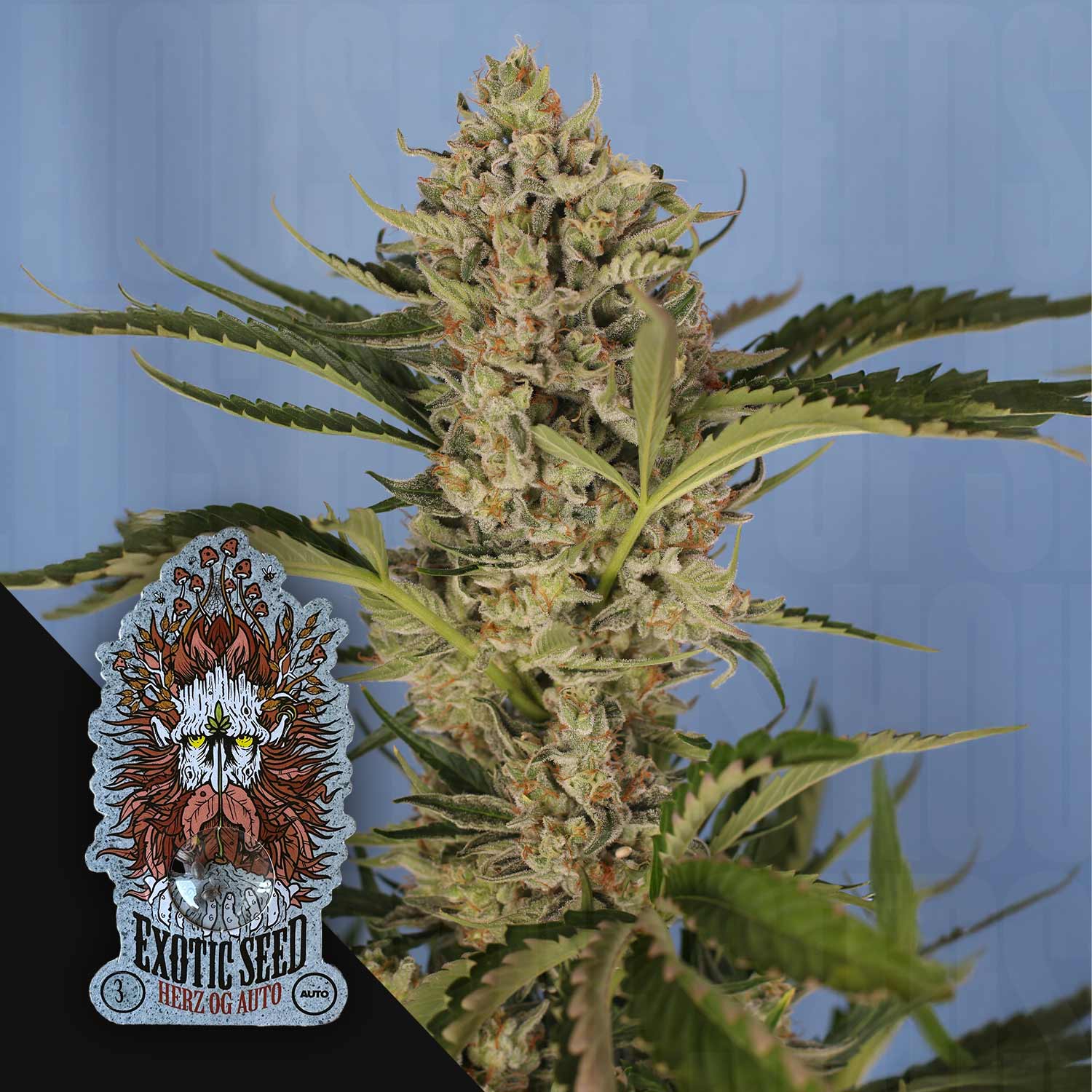 Reife Cannabispflanze mit frostigen Knospen und grünen Blättern, Herz OG Auto Etikett von Exotic Seeds unten links