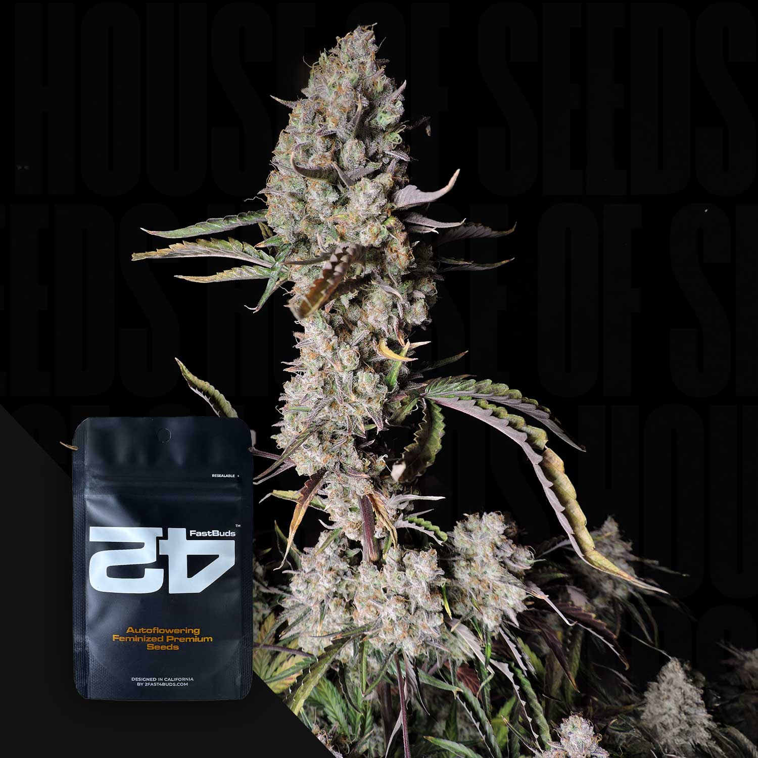 Reife Cannabispflanze mit frostigen Knospen und spitzen Blättern, Gorilla Zkittlez Auto Packung von 420 Fast Buds davor