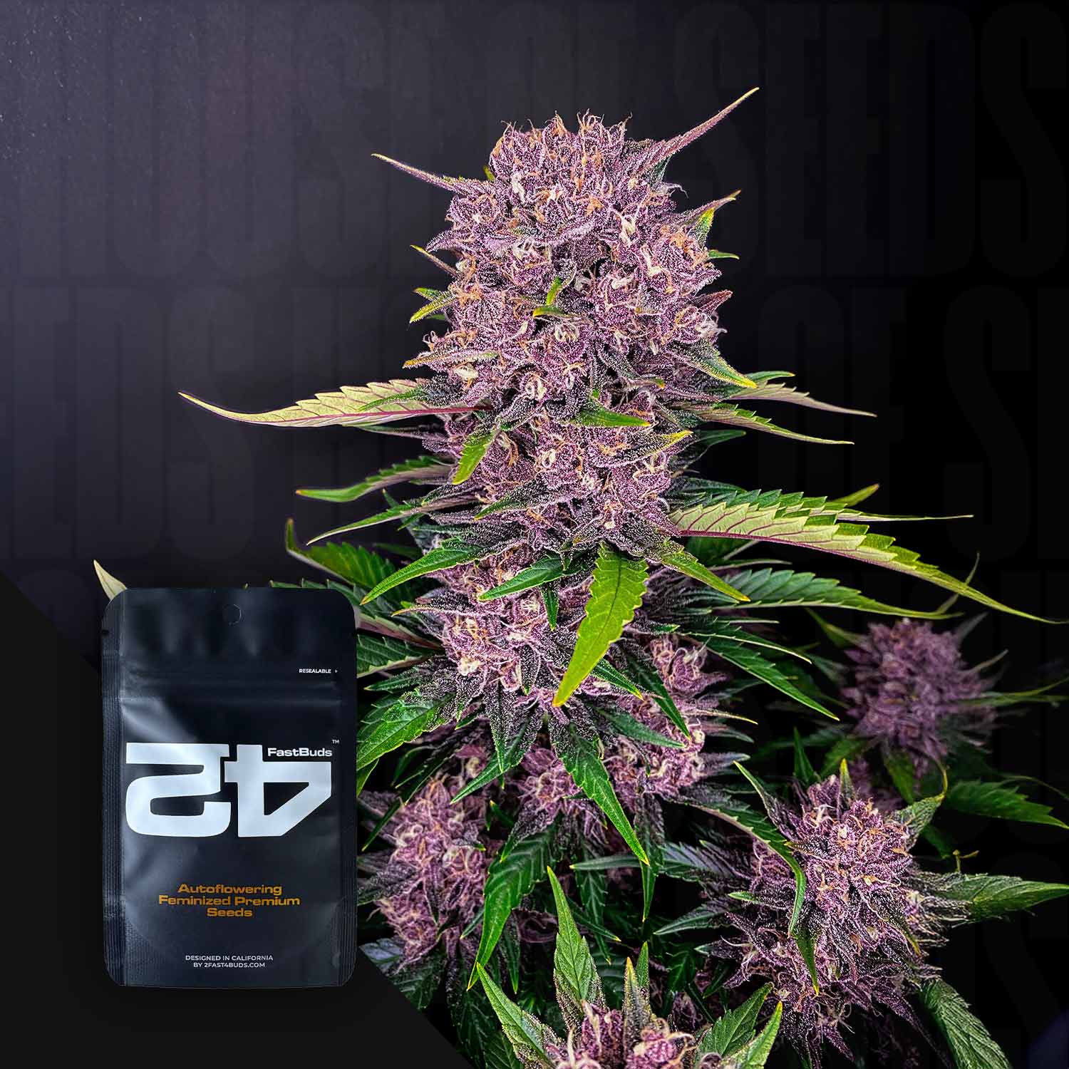 Purple Lemonade Auto von 420 Fast Buds, mit grünen Blättern, neben einem schwarzen Samenpäckchen auf dunklem Hintergrund.