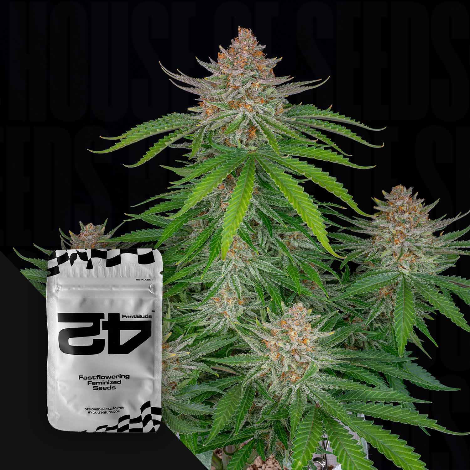 Eine Cannabis-Pflanze mit dichten Knospen und grünen Blättern, neben einem weißen 420 Fast Buds Strawberry Pie Auto-Samenpäckchen.