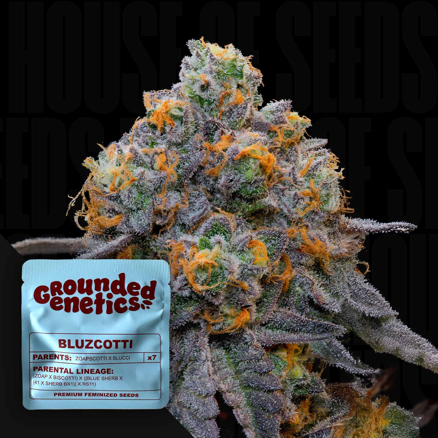 Nahaufnahme einer frostigen Cannabisknospe mit orangen Haaren und violetten Tönen, Ecke zeigt Bluzcotti Paket