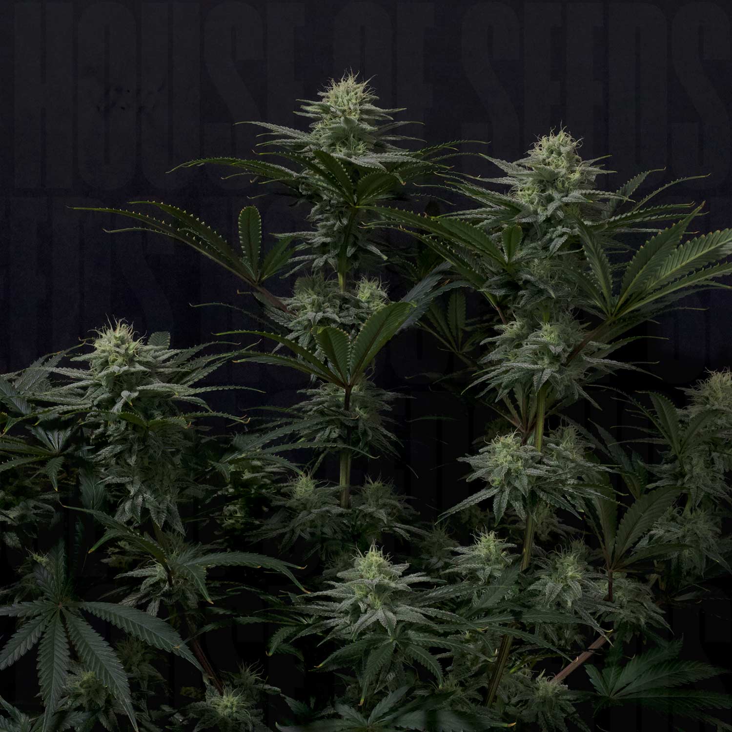 Üppige GG4 Sherbet FF Cannabispflanze von 420 Fast Buds mit dichten Knospen, spitzen grünen Blättern und sichtbaren Trichomen