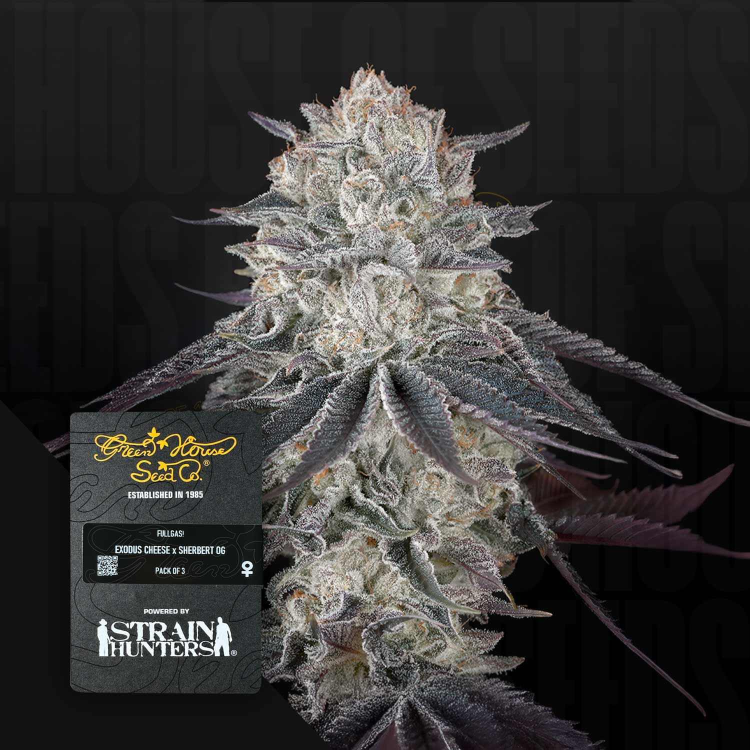 Nahaufnahme einer frostigen Cannabisknospe mit lila Blättern, vorne Fullgas! Etikett Green House Seeds