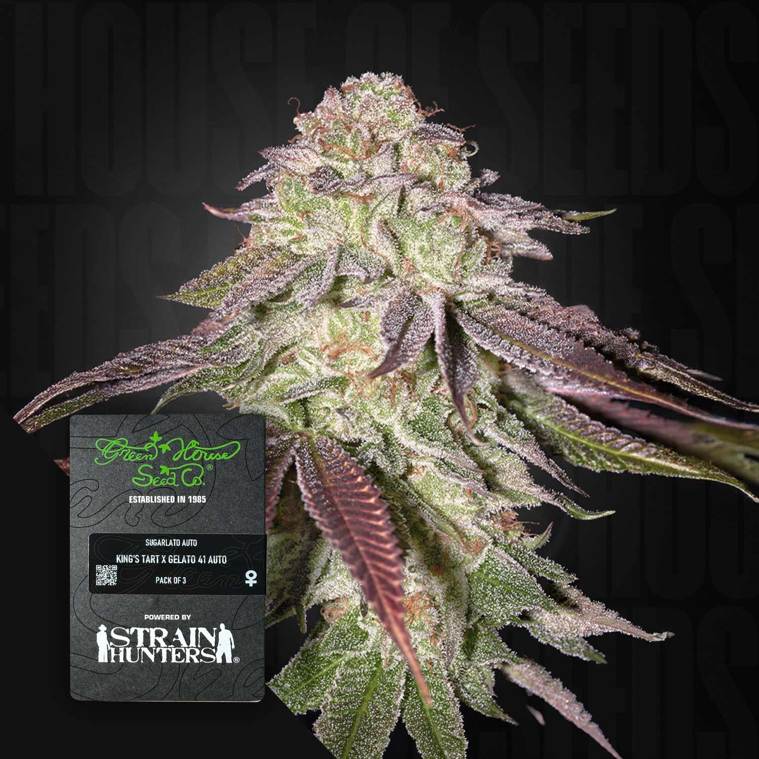 Nahaufnahme Cannabispflanze mit frostigen Knospen, vorne Sugarlato Auto Etikett von Green House Seeds