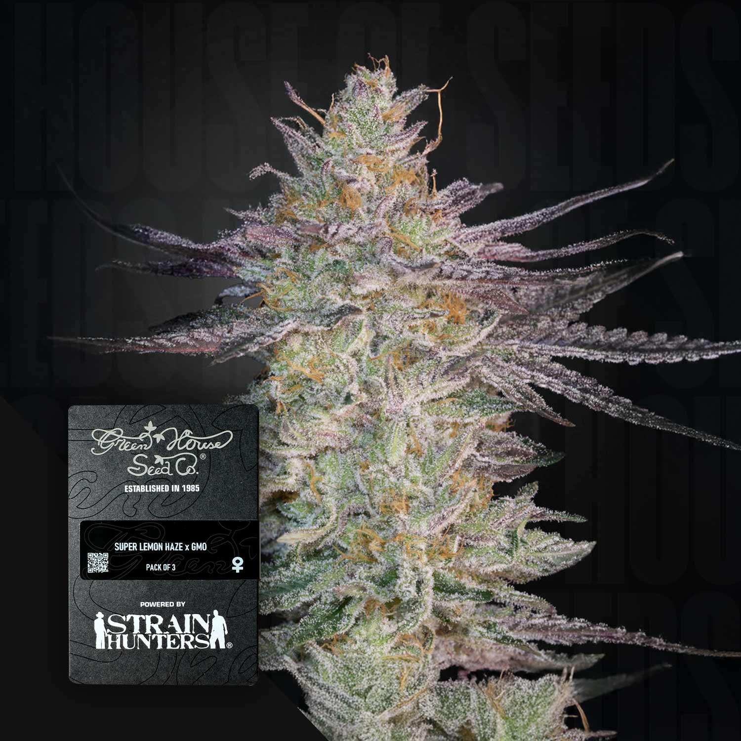 Frostige Cannabisknospe mit lila und grünen Tönen, Ecke zeigt Green House Seeds Samenpaket Super Lemon Haze x GMO
