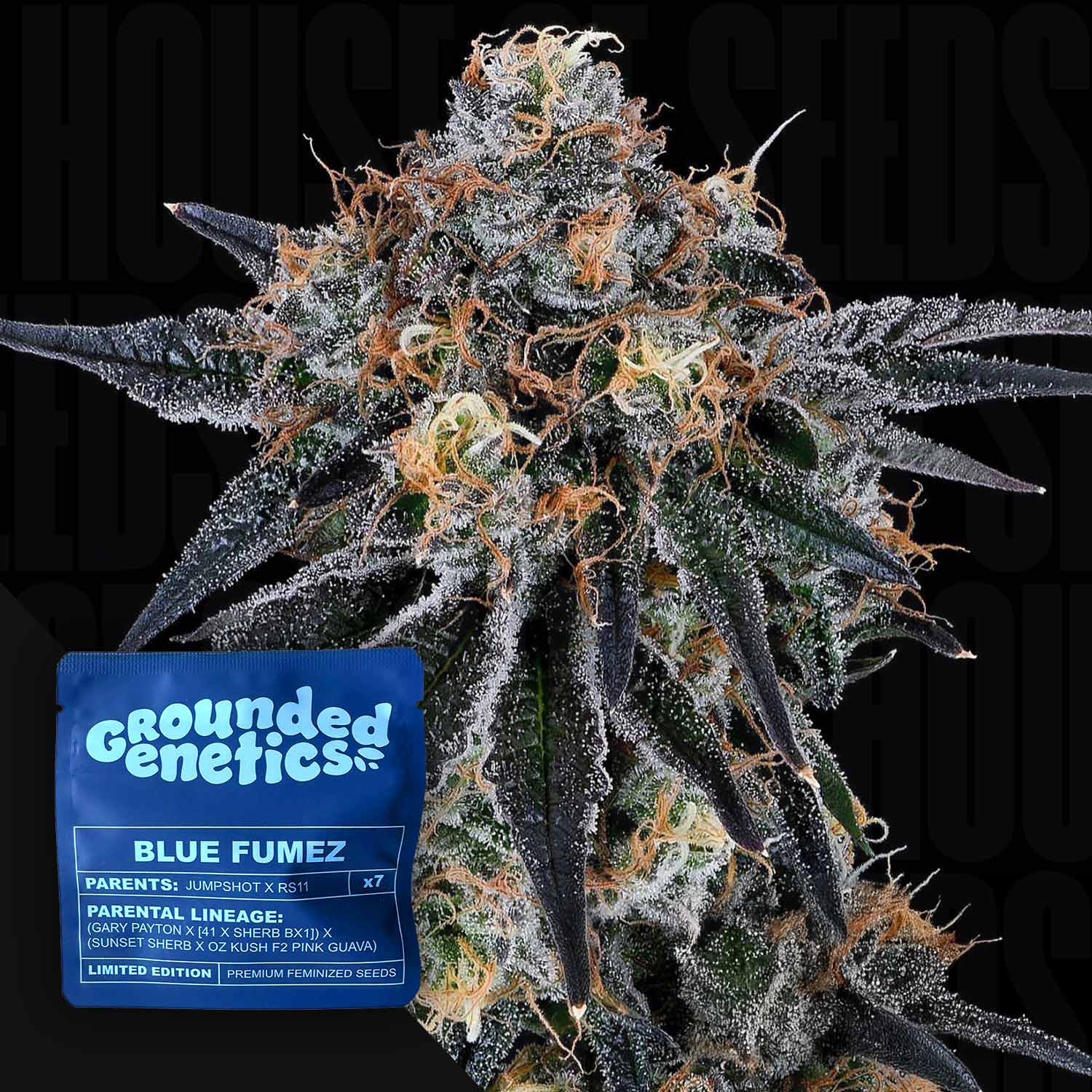 Nahaufnahme einer Blue Fumez Knospe mit orangen Haaren neben blauem Grounded Genetics Paket