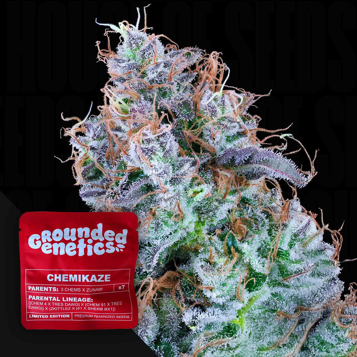 Nahaufnahme einer frostigen Chemikaze-Cannabis-Knospe von Grounded Genetics, umhüllt von weißen Trichomen und orangefarbenen Blütenstempeln. Ein rotes Grounded Genetics Chemikaze-Paket in der Ecke deutet auf das Diesel-Aroma und die entspannende Wirkung hin.
