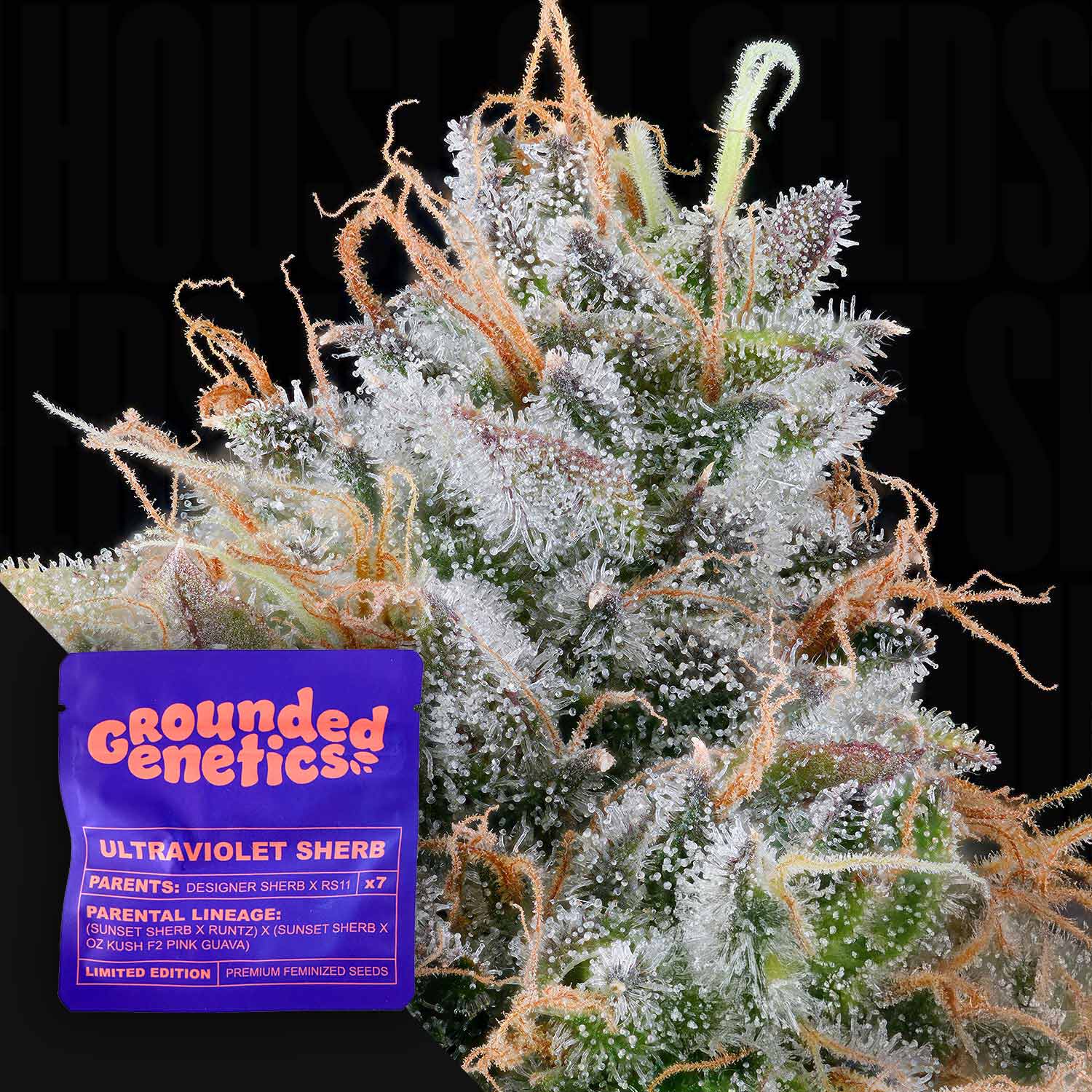 Nahaufnahme einer frostigen Knospe mit orangen Haaren, Ecke zeigt Grounded Genetics Ultraviolet Sherb Paket
