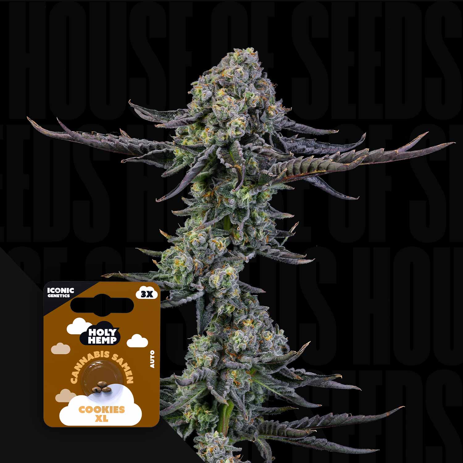 Nahaufnahme einer Cannabispflanze mit frostigen Knospen, vorne braune Holy Hemp Cookies XL Auto Packung