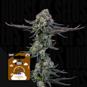 Nahaufnahme einer Cannabispflanze mit frostigen Knospen, vorne braune Holy Hemp Cookies XL Auto Packung