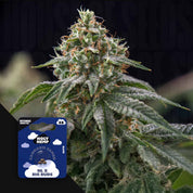 Nahaufnahme frostiger Knospen, vorne Holy Hemp NL x Big Buds Auto Packung vor dunklem Hintergrund