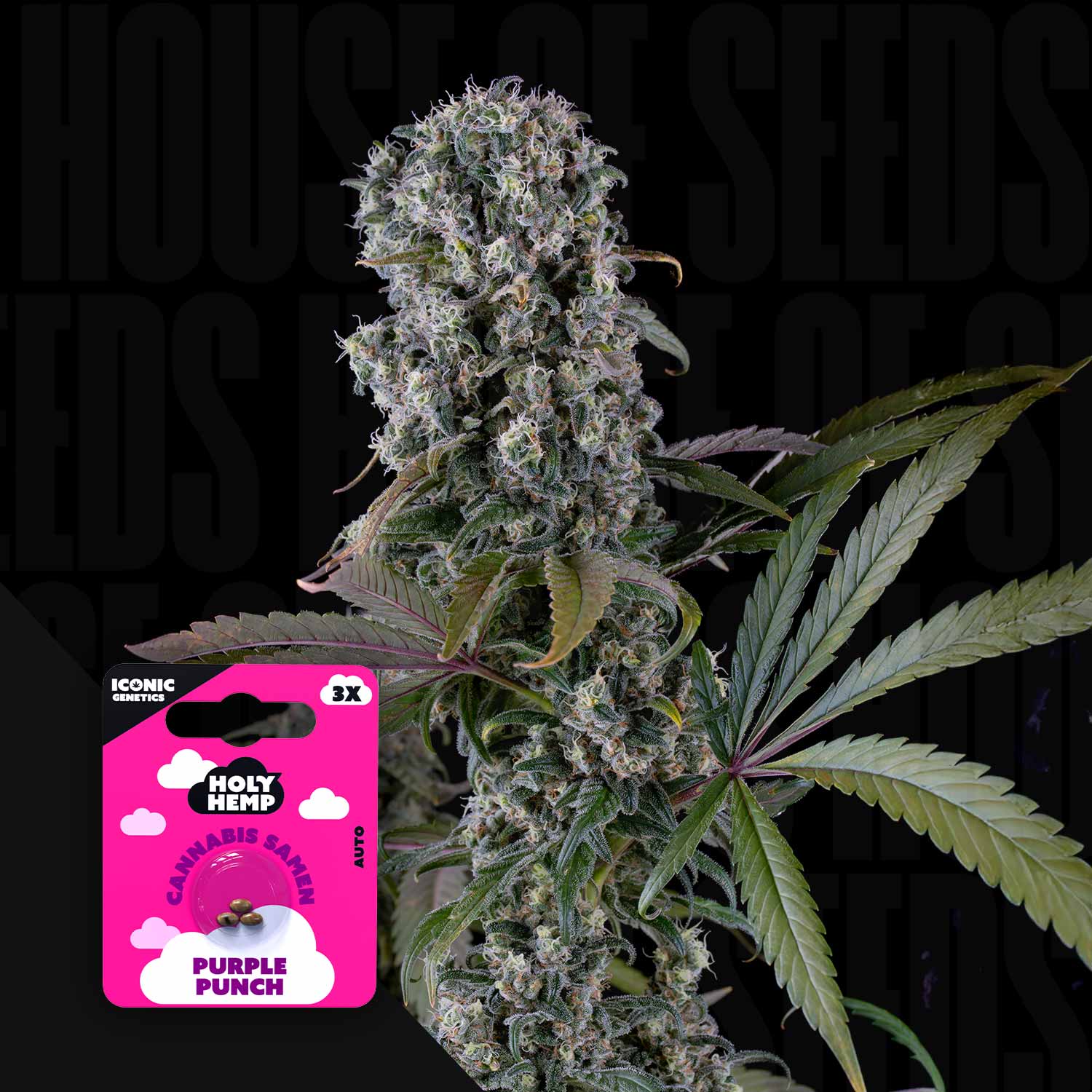 Nahaufnahme einer frostigen Purple Punch Auto Knospe mit grünen Blättern neben rosa Holy Hemp Samenpaket