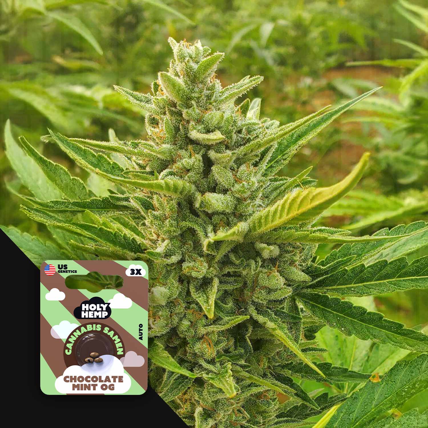 Nahaufnahme einer Cannabisknospe mit grünen Blättern auf einem Feld, mit Holy Hemp Chocolate Mint OG Samenpackung