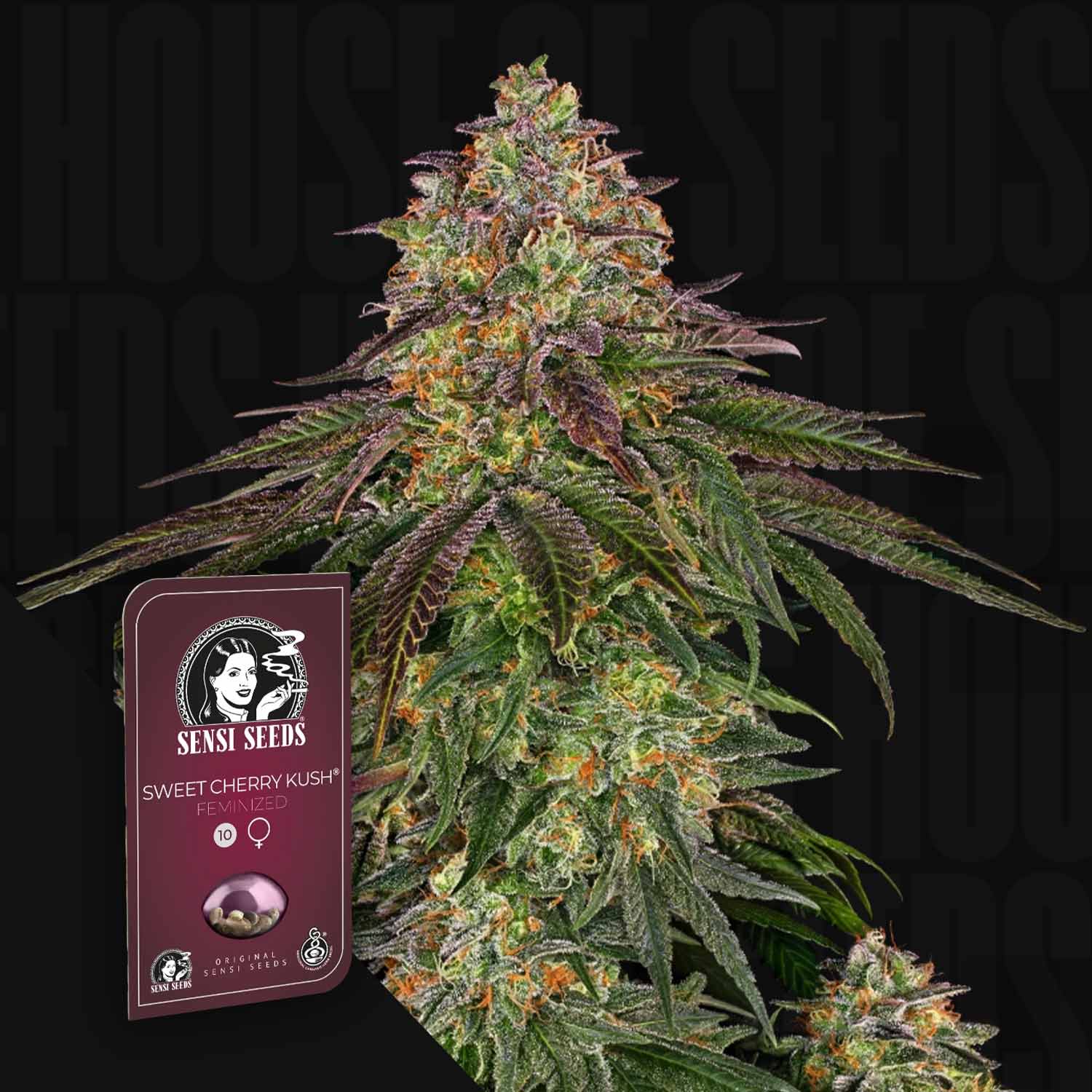 Nahaufnahme einer lilafarbenen Cannabispflanze neben der Verpackung von Sensi Seeds Sweet Cherry Kush.