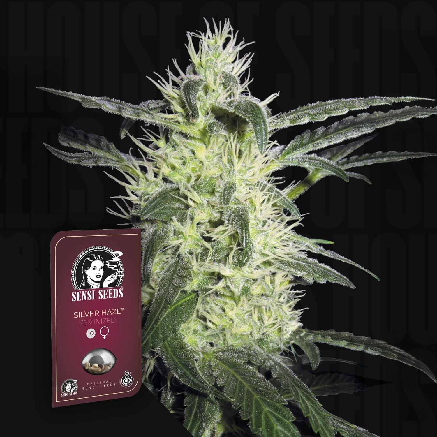 Nahaufnahme einer Silver Haze Pflanze mit weißen Kristallen, Sensi Seeds Samenpaket unten links vor dunklem Hintergrund