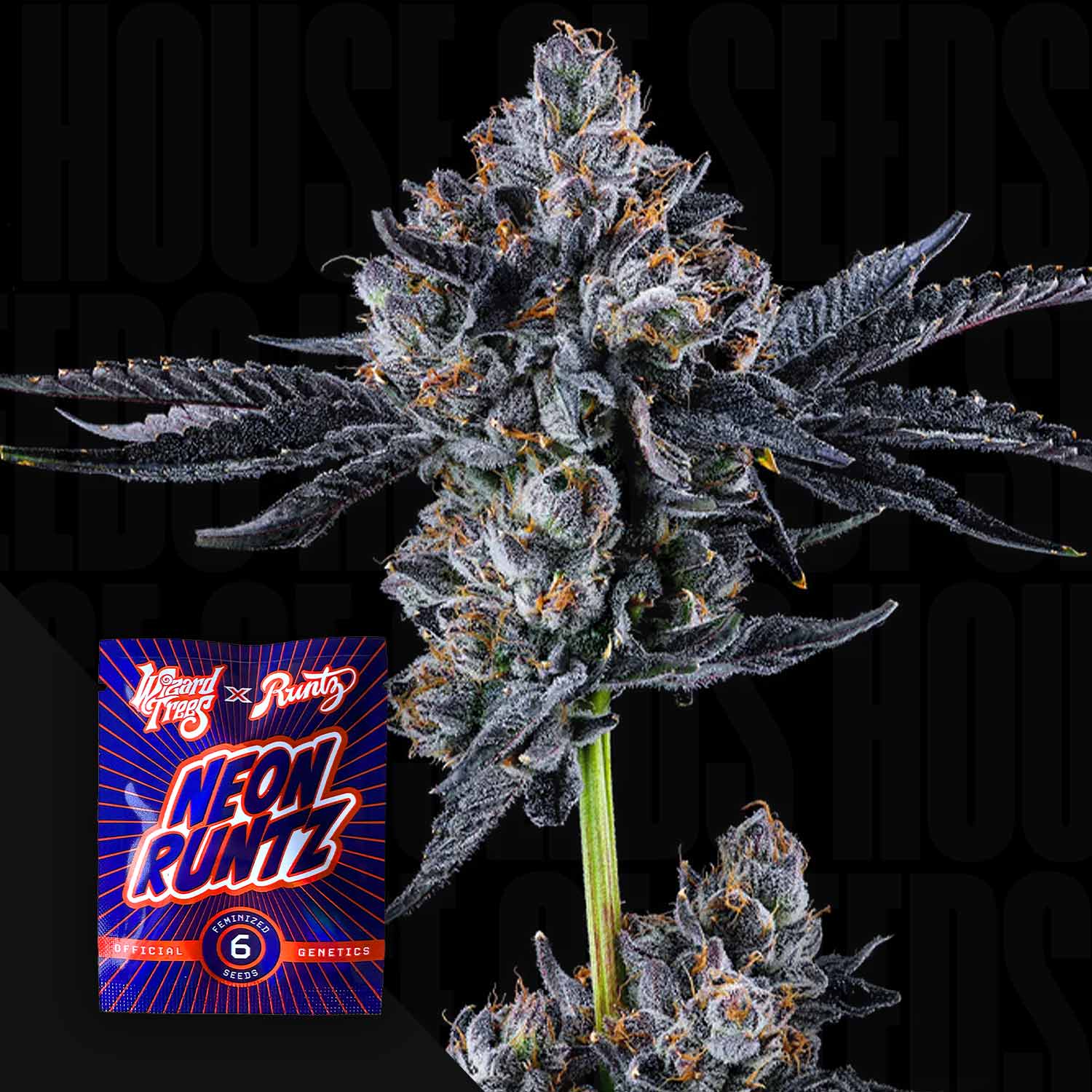 Nahaufnahme einer frostigen Cannabispflanze mit lila Tönen, daneben buntes Wizard Trees Broadway Runtz Paket vor dunklem Hintergrund