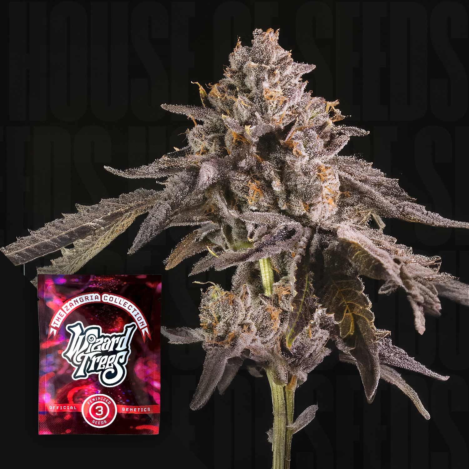 Dichte lilafarbene Cannabisknospe mit frostigen Trichomen, unten links rotes Happy Hour Samenpaket von Wizard Trees