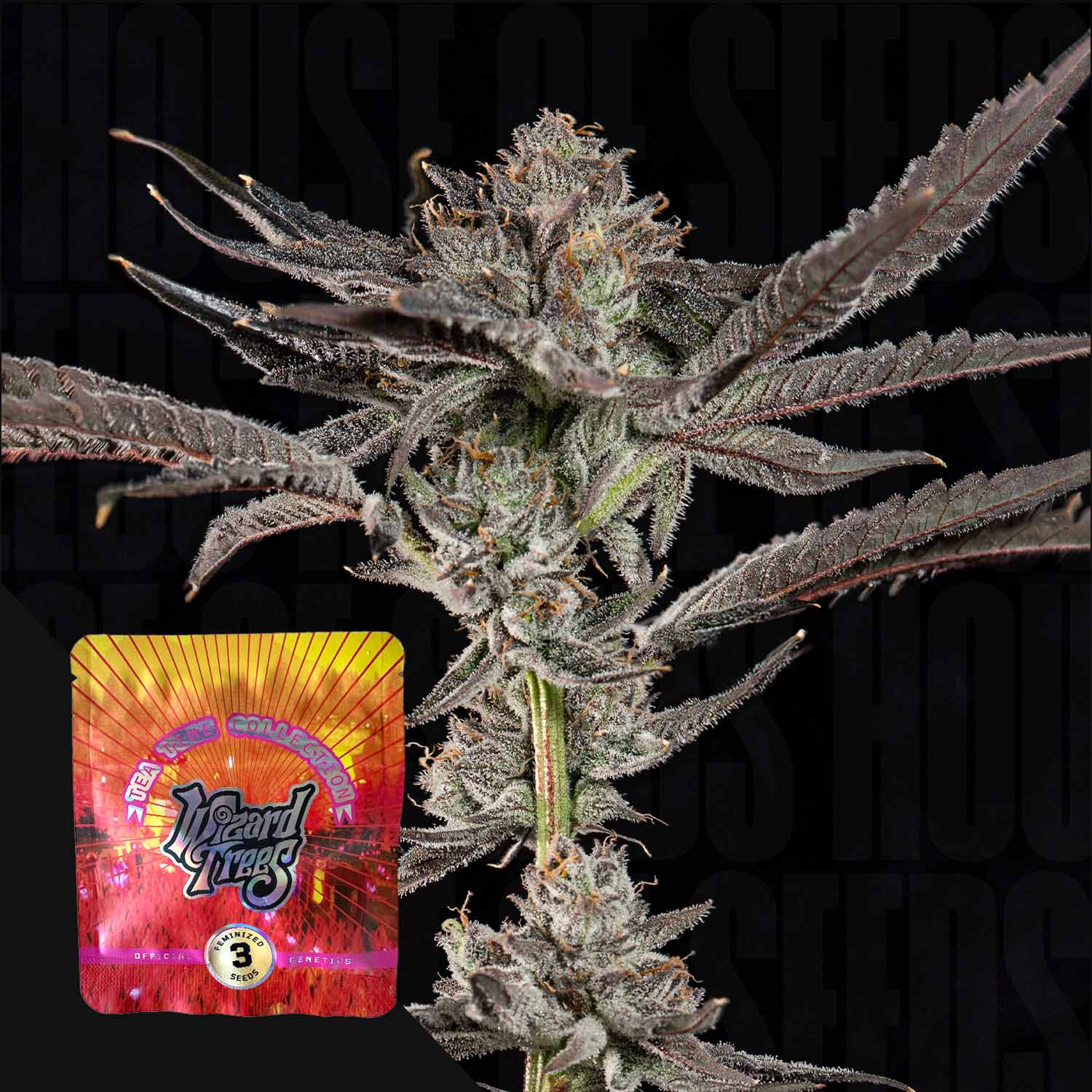 Nahaufnahme einer frostigen Cannabispflanze mit lila Blättern, unten links buntes Wizard Trees Propa Candy Paket in Rot und Gelb