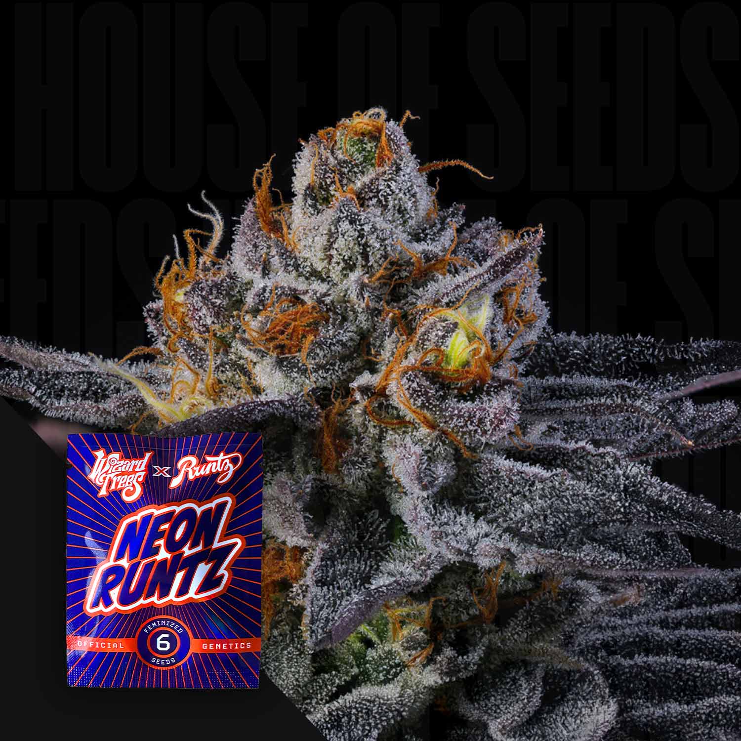 Frostige lilafarbene Cannabisknospe mit weißen Trichomen und orangen Haaren, links Wizard Trees Rainbow Runtz Samenpaket