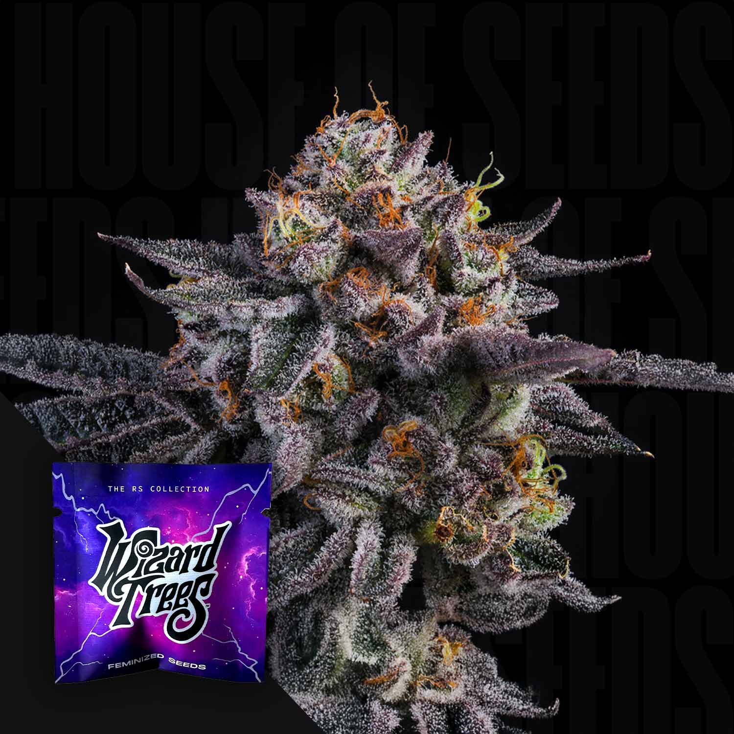 Nahaufnahme einer frostigen Cannabisknospe mit lila und orangefarbenen Haaren, lila Wizard Trees Verpackung „The Keeper“ vor dunklem Hintergrund