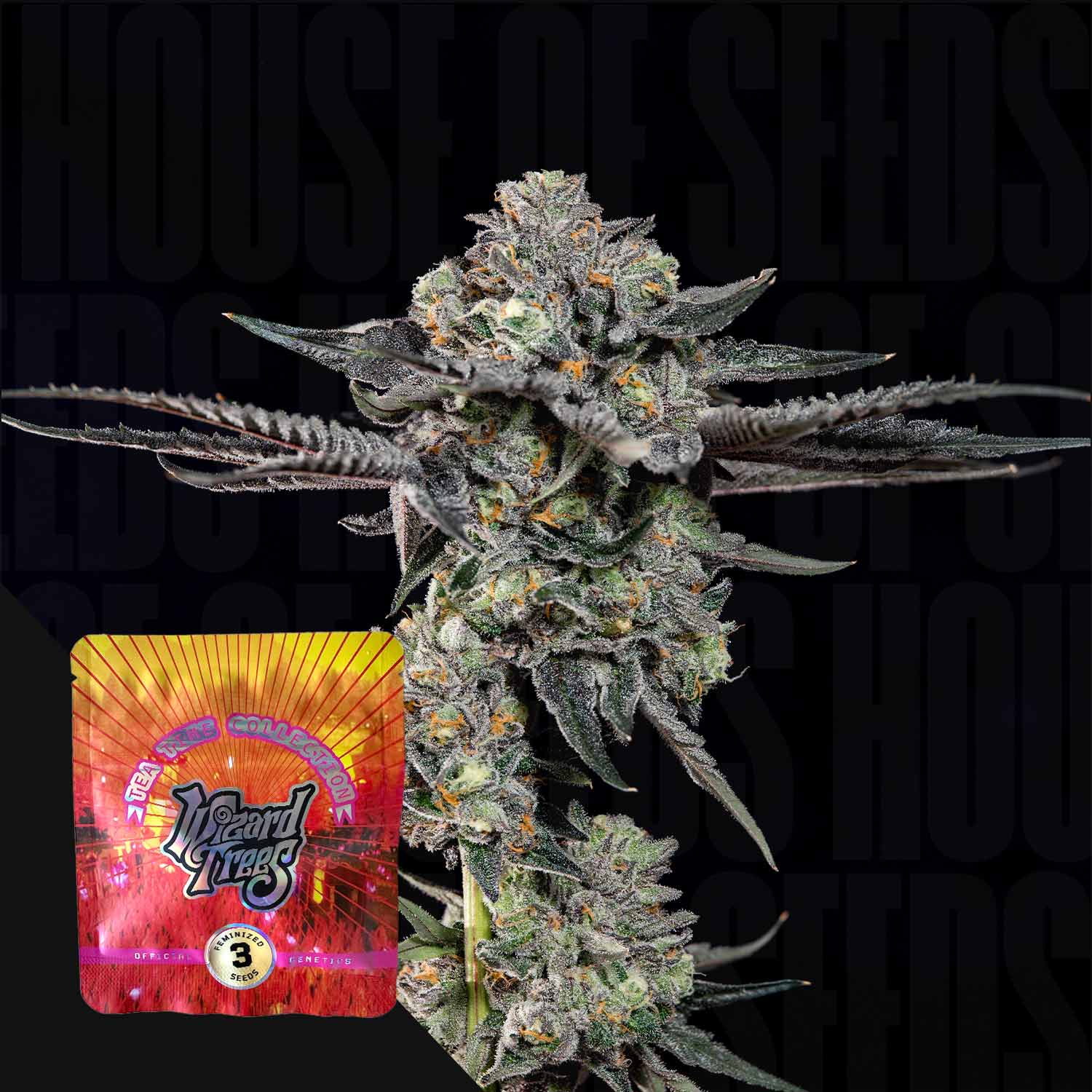 Top G Cannabis-Pflanze von Wizard Trees mit frostigen Knospen und lila Blättern, bunte Samenpackung im Vordergrund