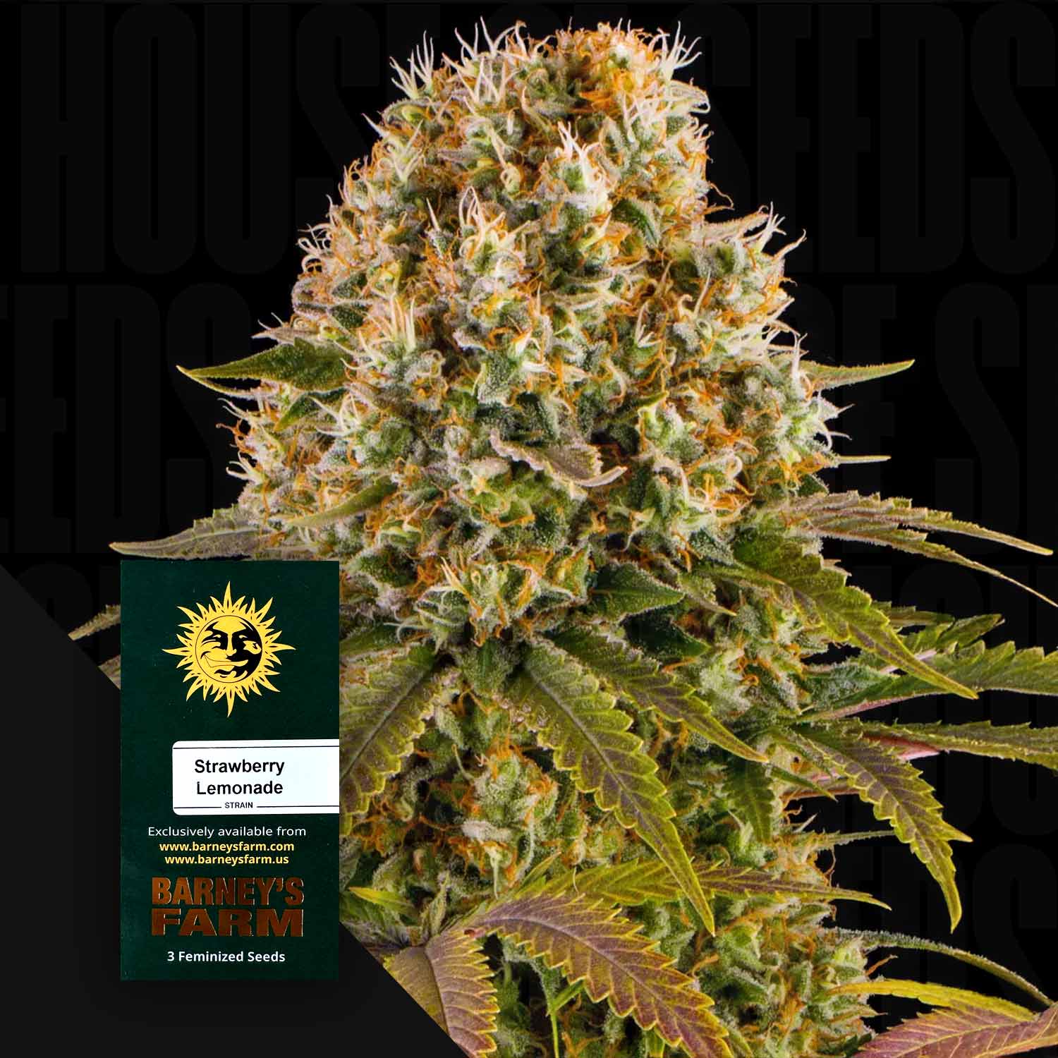 Dichte, frostige Strawberry Lemonade Knospe mit einem Barney's Farm Samenpaket vorne.