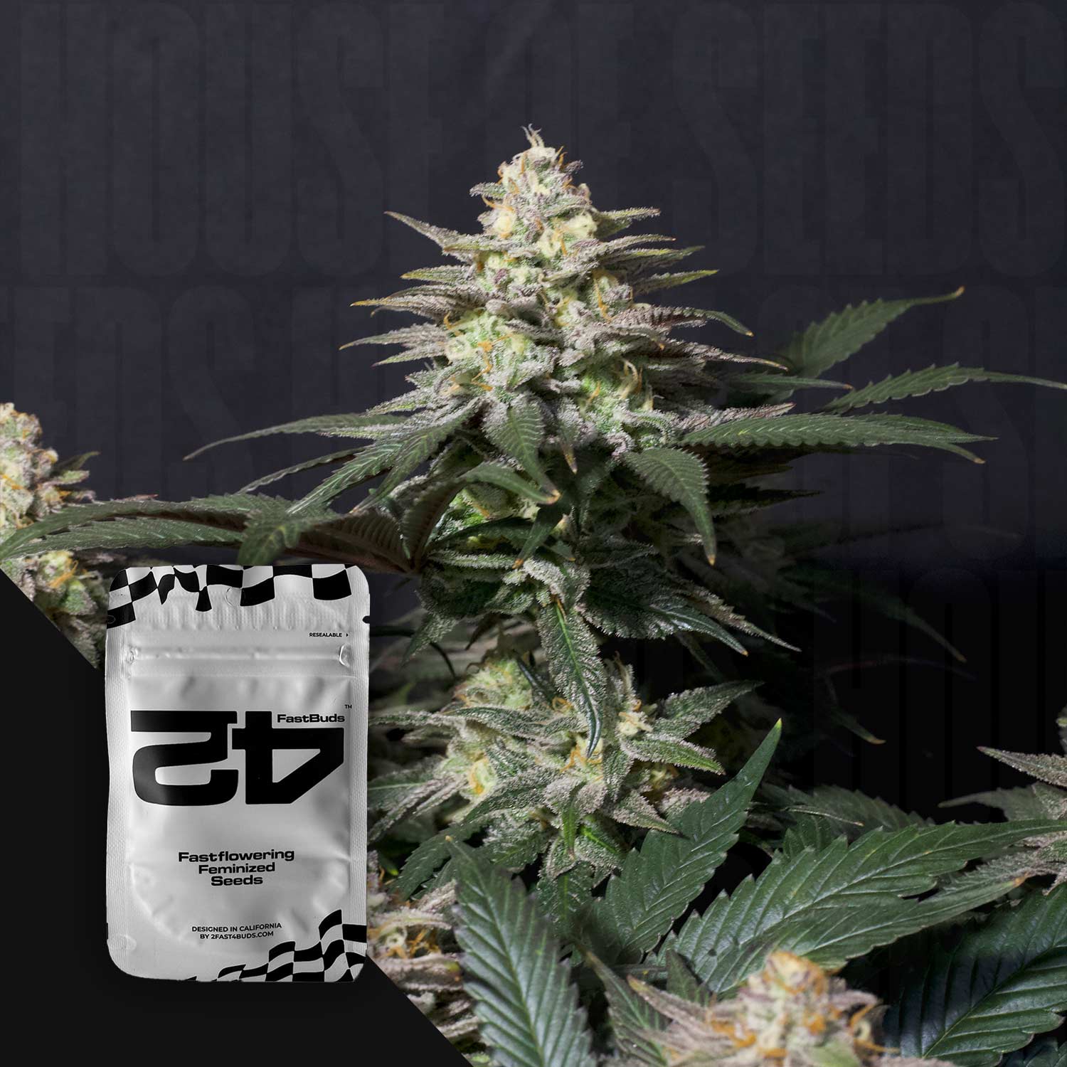 Nahaufnahme einer blühenden Cannabispflanze mit dichten Knospen und grünen Blättern, Ecke zeigt silbernes 420 Fast Buds Purple Lemonade FF Paket