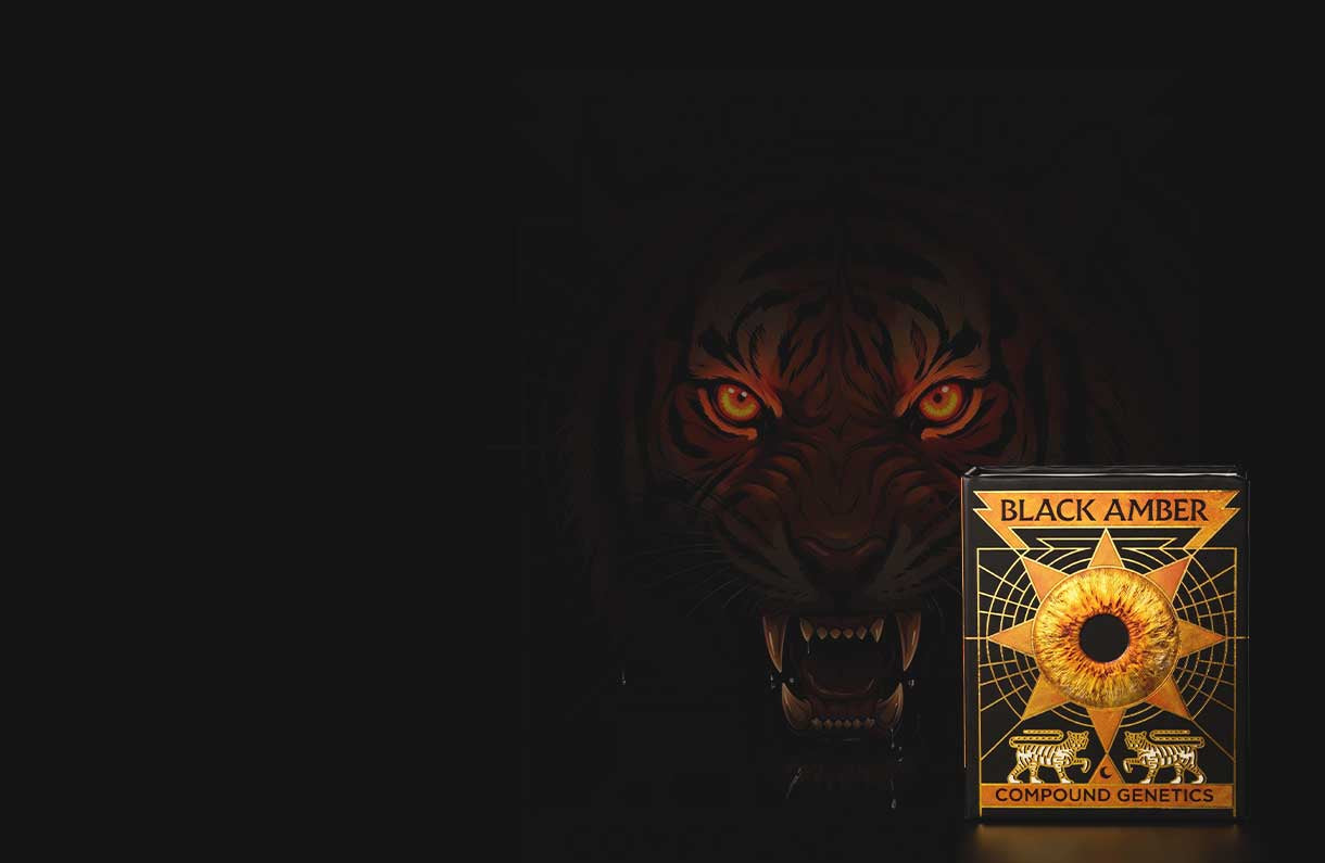 Ein wilder Tiger mit leuchtenden orangefarbenen Augen und gefletschten Zähnen taucht aus dem dunklen Hintergrund auf. Im Vordergrund ist eine Black Amber Compound Genetics Box mit goldenen und orangefarbenen Motiven zu sehen.