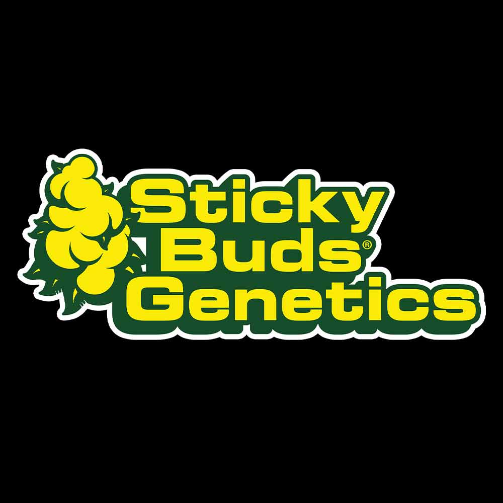 Sticky Buds – Harzstarke Cannabis-Samen – House of Seeds