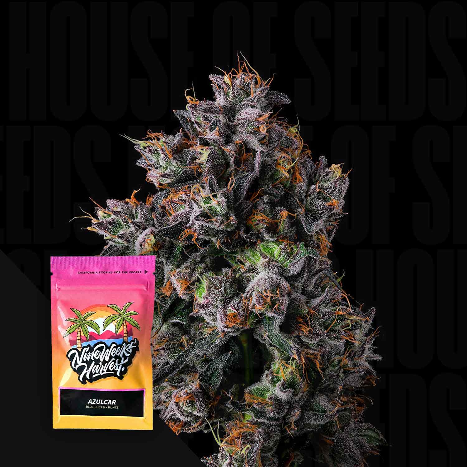 Eine leuchtende Cannabis-Knospe mit lila und orangefarbenen Haaren neben der Azulcar-Verpackung von Nine Weeks Harvest.