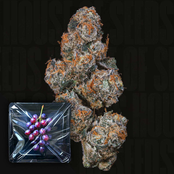 9WH-GS-3-1_grande.jpg?v=1751293029