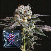Nahaufnahme einer frostbedeckten „Hash Drip“-Knospe von Nine Weeks Harvest, daneben in Plastikfolie eingewickelte Weintrauben.